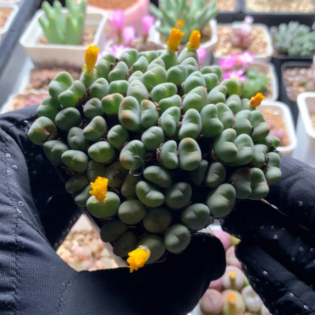 966毛口笛母本一颗