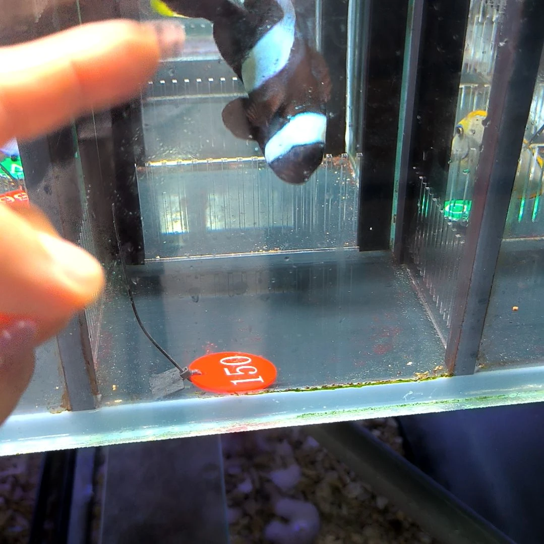 海水鱼黑豹9+/5-46-150