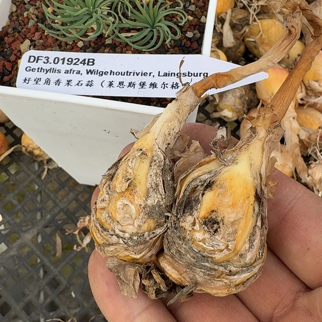 好望角ga弹簧草一个双头残破特价