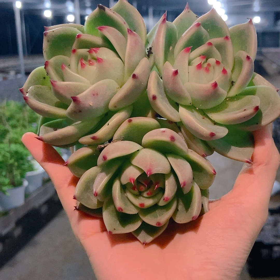 蓝龙群3头随机发货