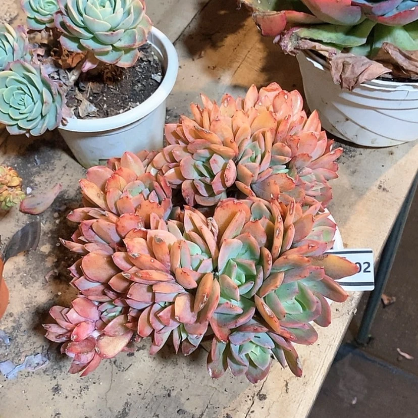 【闪购商品】绮罗缀14202