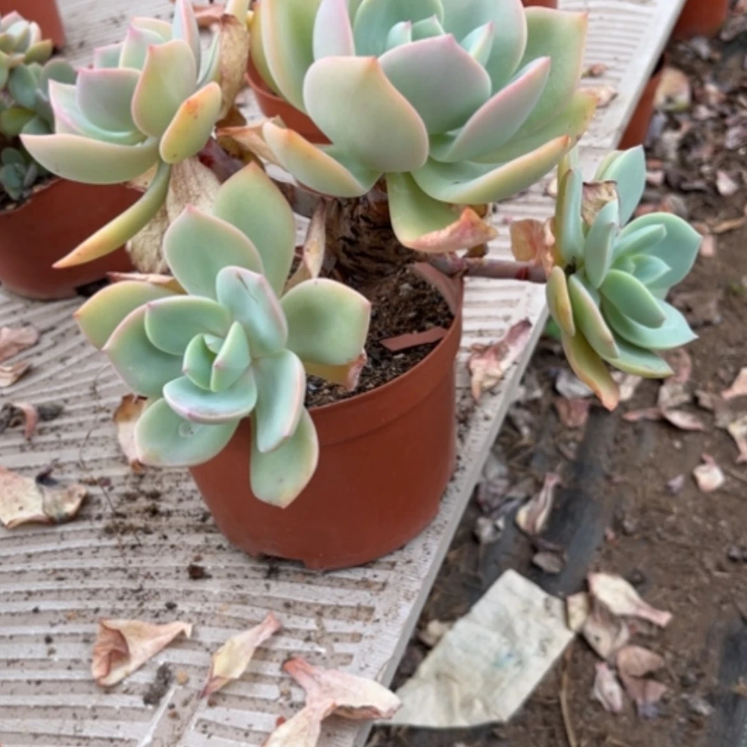 【闪购商品】【****。白凤