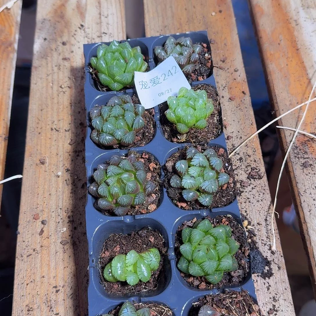 直播福利一物一拍242