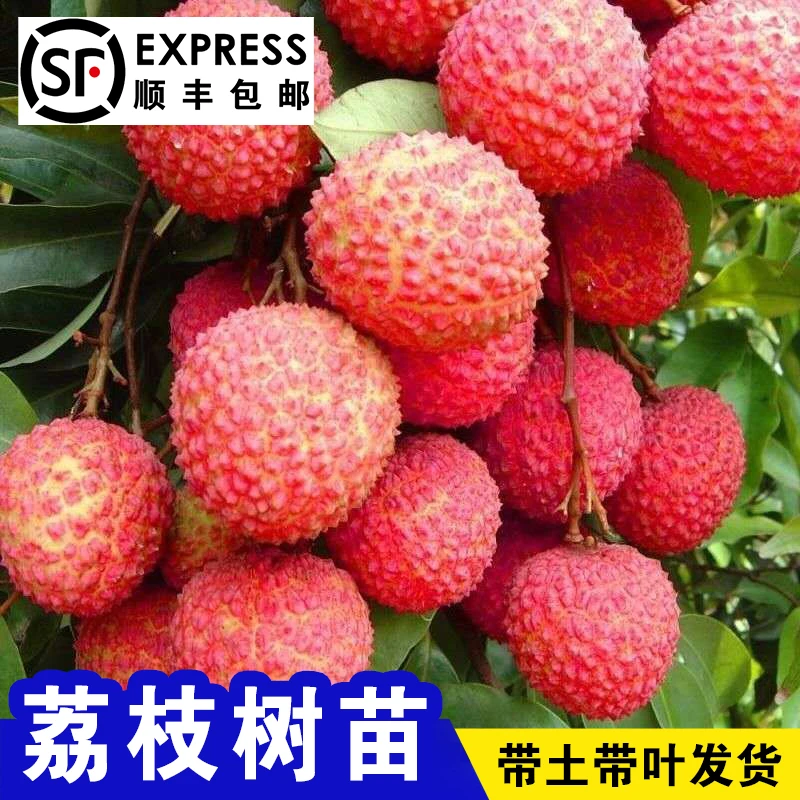 【顺丰包邮】荔枝苗 嫁接荔枝树苗 妃子笑桂味荔枝无核荔枝苗果树苗