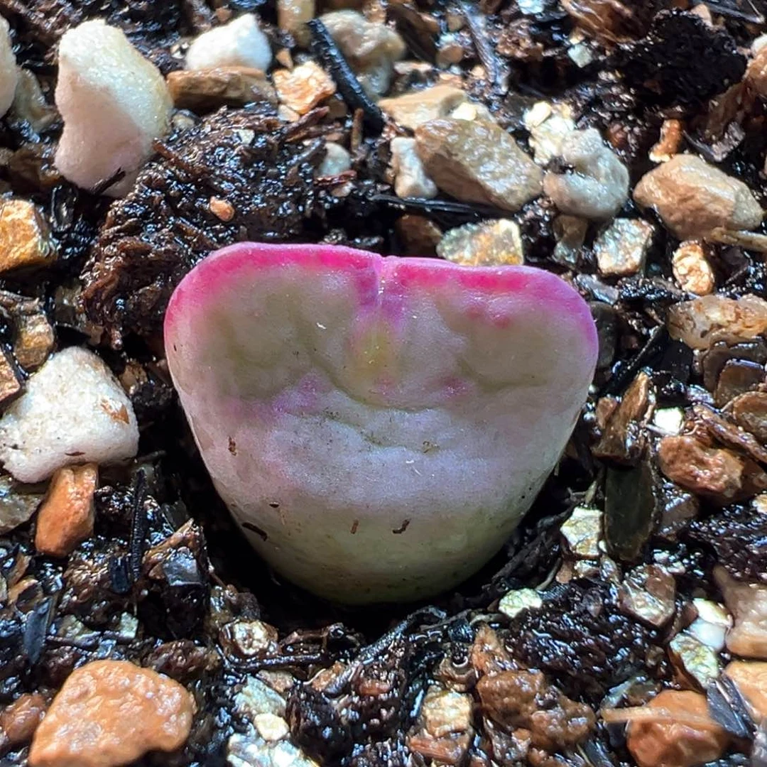 752多肉植物种类多样