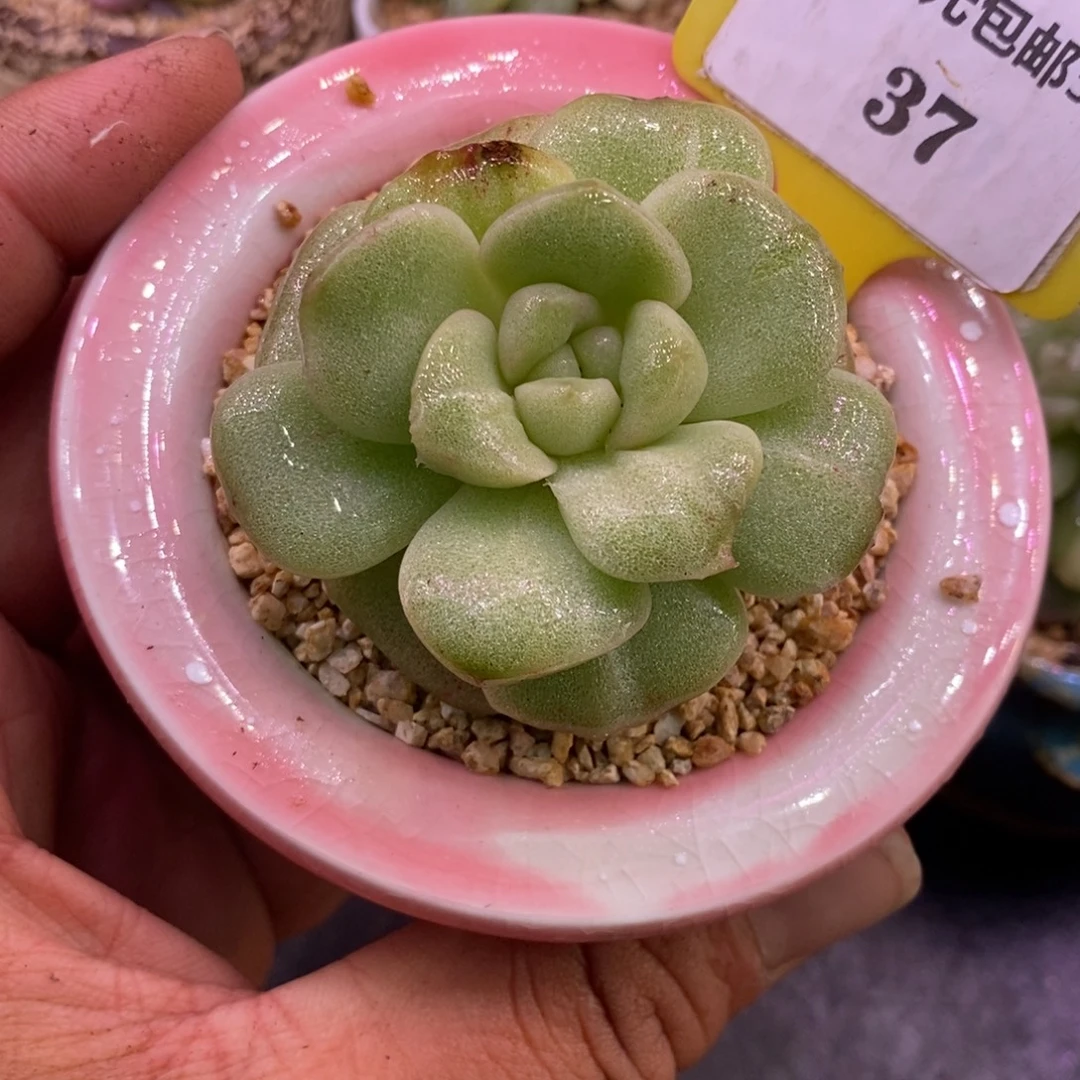 537老桩冰玉石化特殊叶型