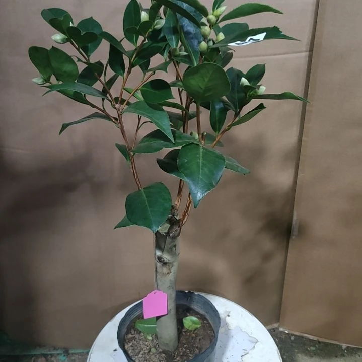 457红PP原盆原土发货，不包邮