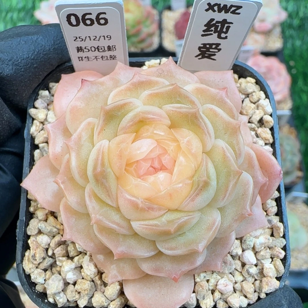 066  纯爱   5厘米盆