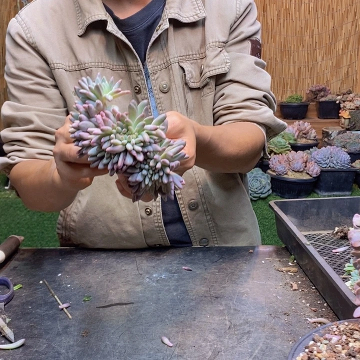 *****15 号虞美人多肉植物