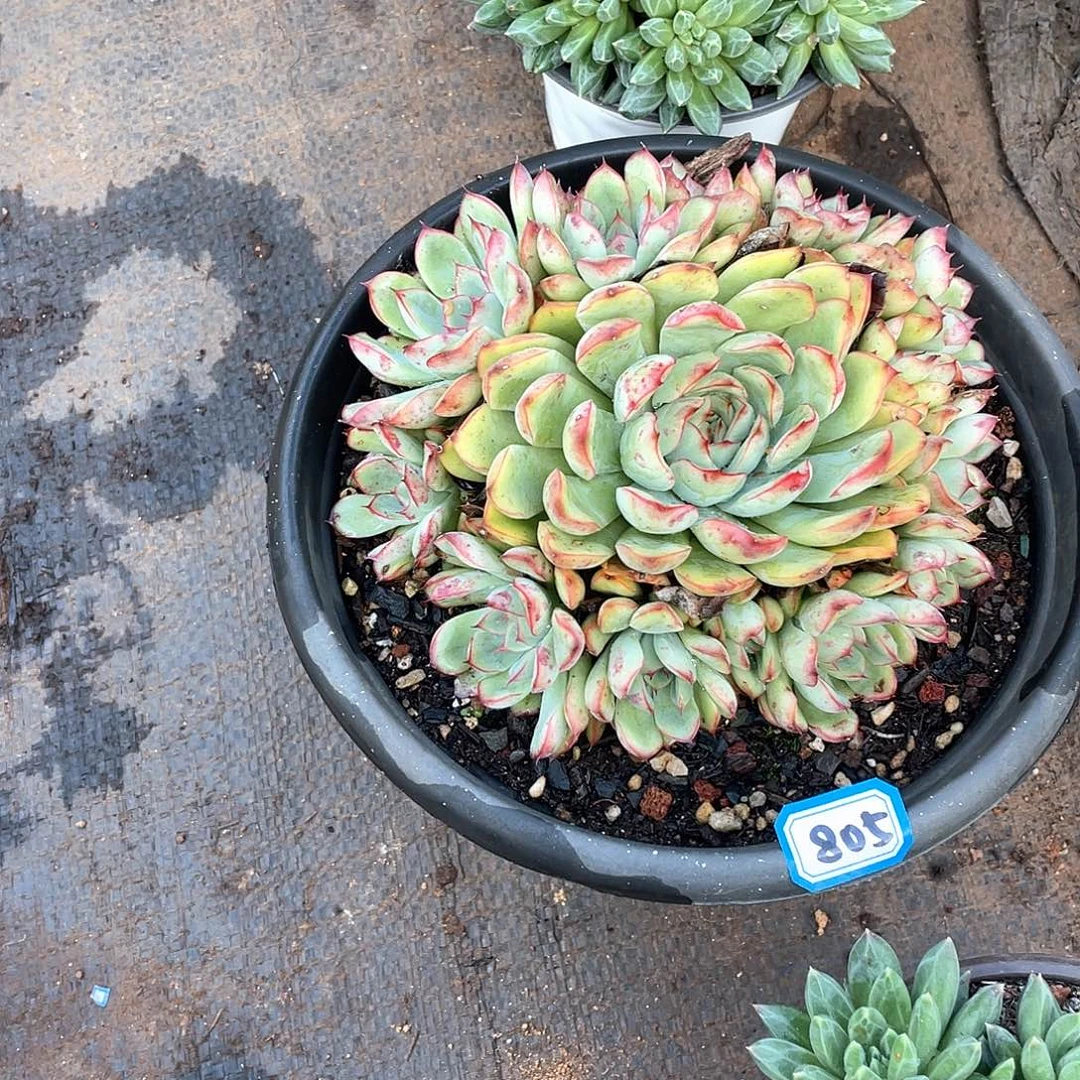 805荷花 一物一拍多肉
