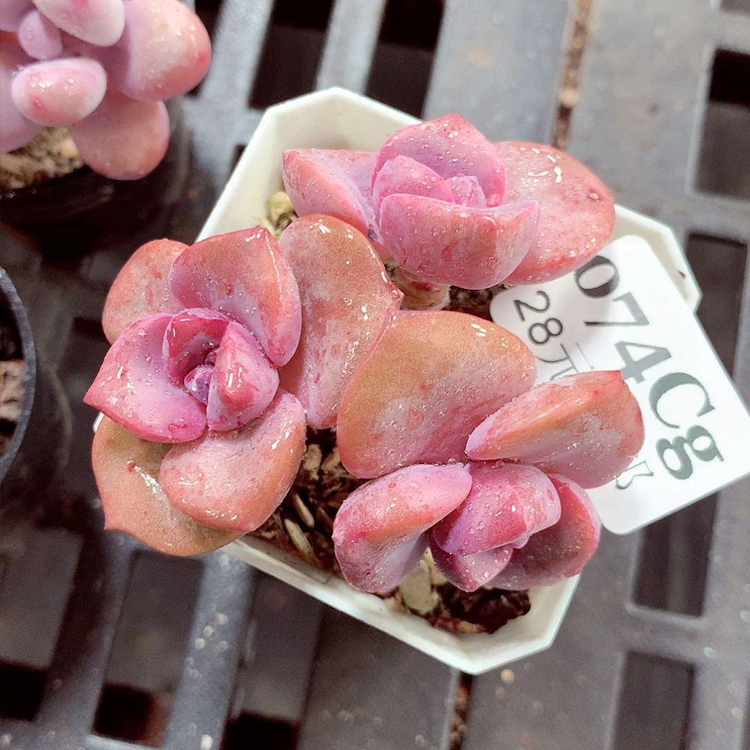 5厘米盆精控多肉074