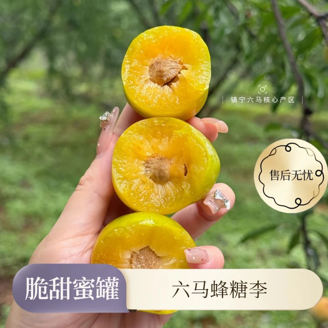 正宗六马【蜂糖李】六马蜂糖李 脆甜可口 青皮黄肉贵州省