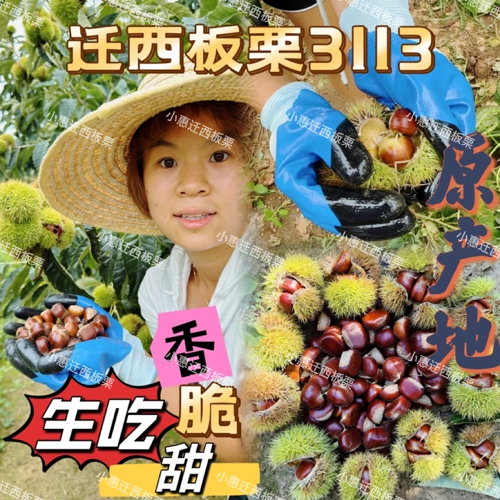 （3113）2025新鲜下树正宗迁西板栗软糯香甜脆甜（坏果包赔）