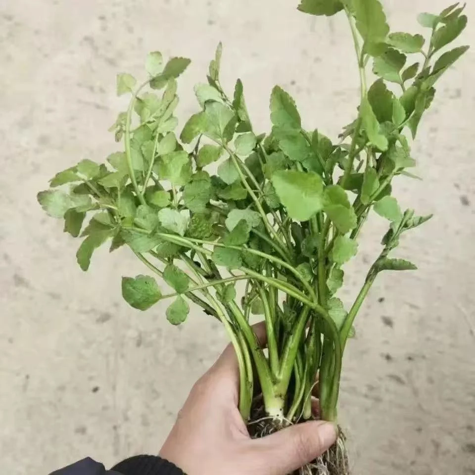 上海本地露天当季水芹菜自然生长绿色蔬菜当天现挖现发送货上门