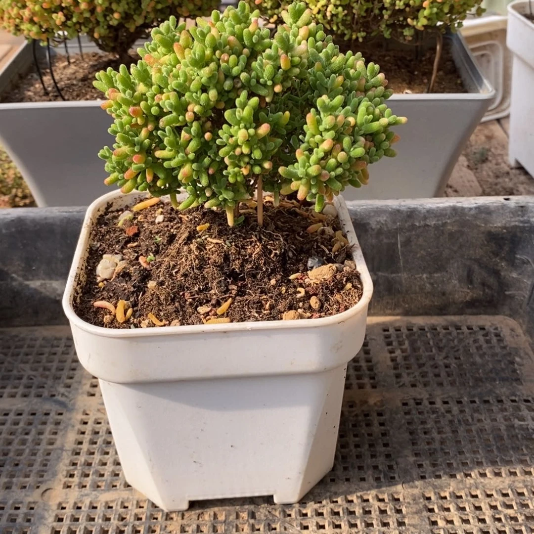 d****b枝干番杏多肉植物167