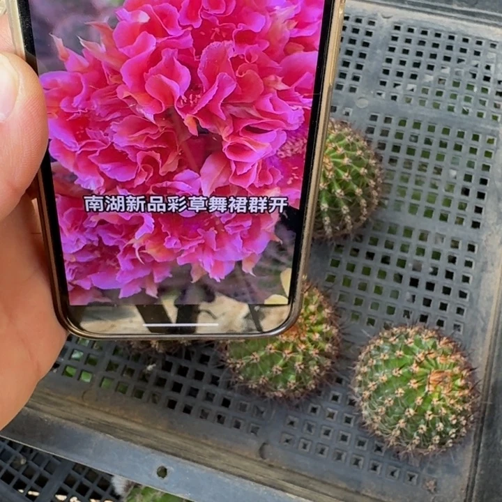 258彩草舞裙无根侧牙4公分左右