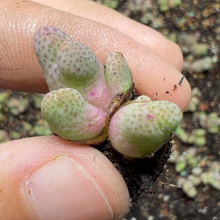 【闪购商品】475……