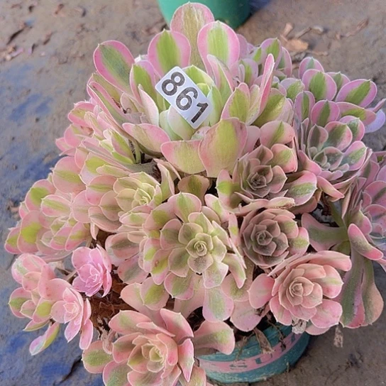 英***子多肉植物一个女巫