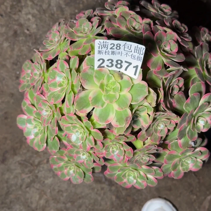 23871安娜多肉植物