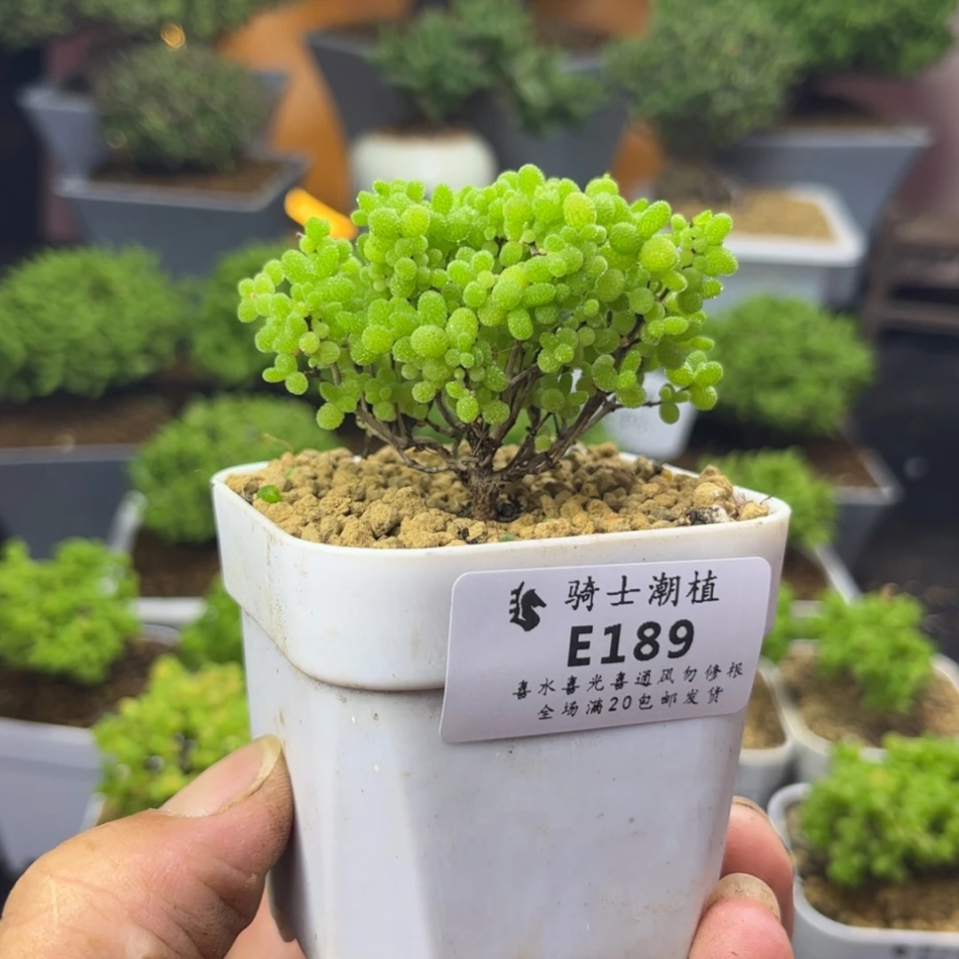 189蜜橘糖球枝干多肉