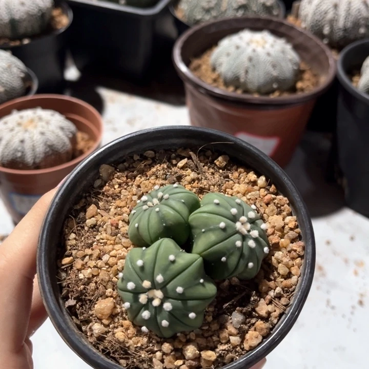 琉璃小海星群生一物一拍