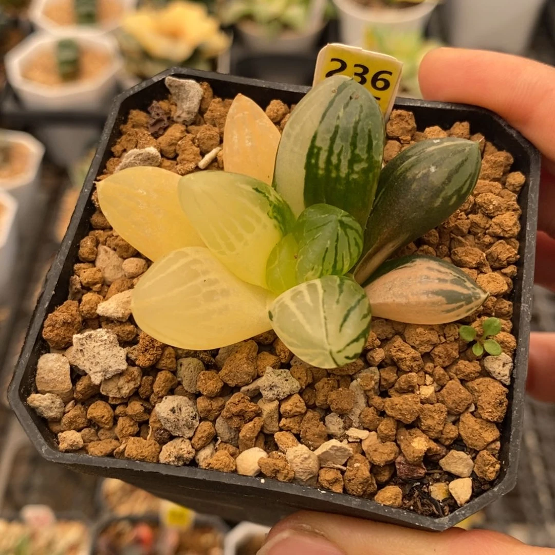 236号玉潭寿锦多肉