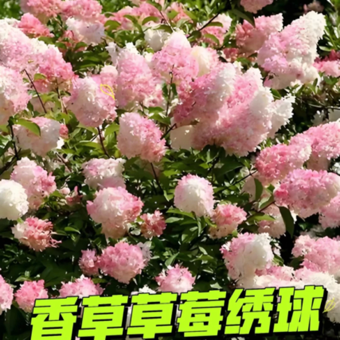 木本圆锥绣球花盆栽无尽夏大苗四季开花带花苞庭院种植花卉
