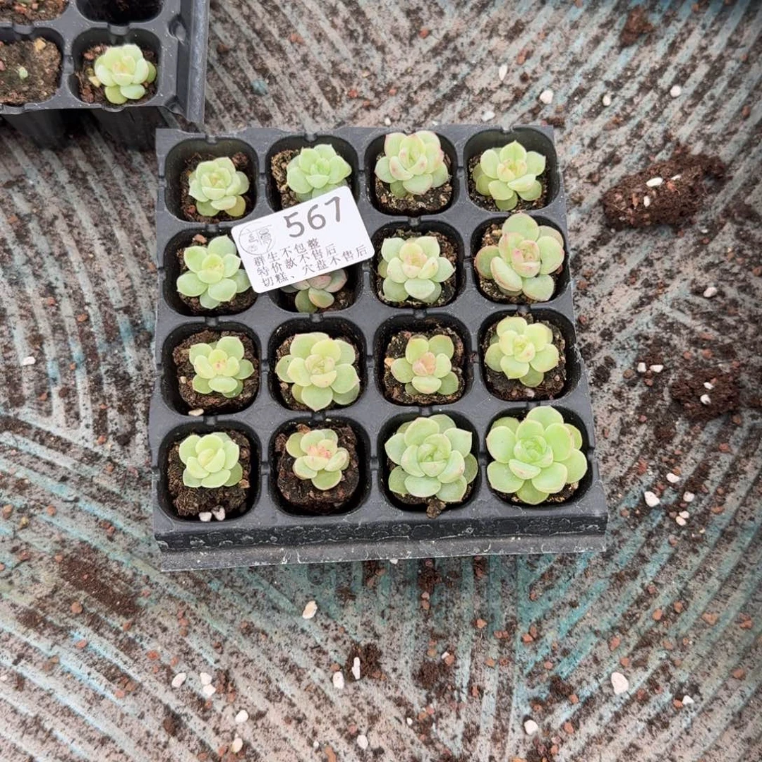 如图567优选小白白珍妮穴盘一组