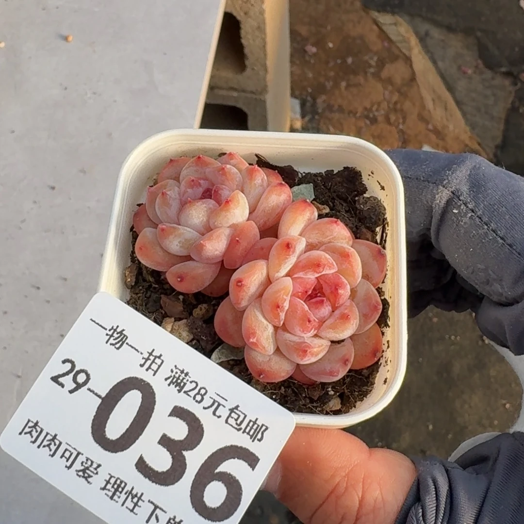 冰魄无盆土发货无盆