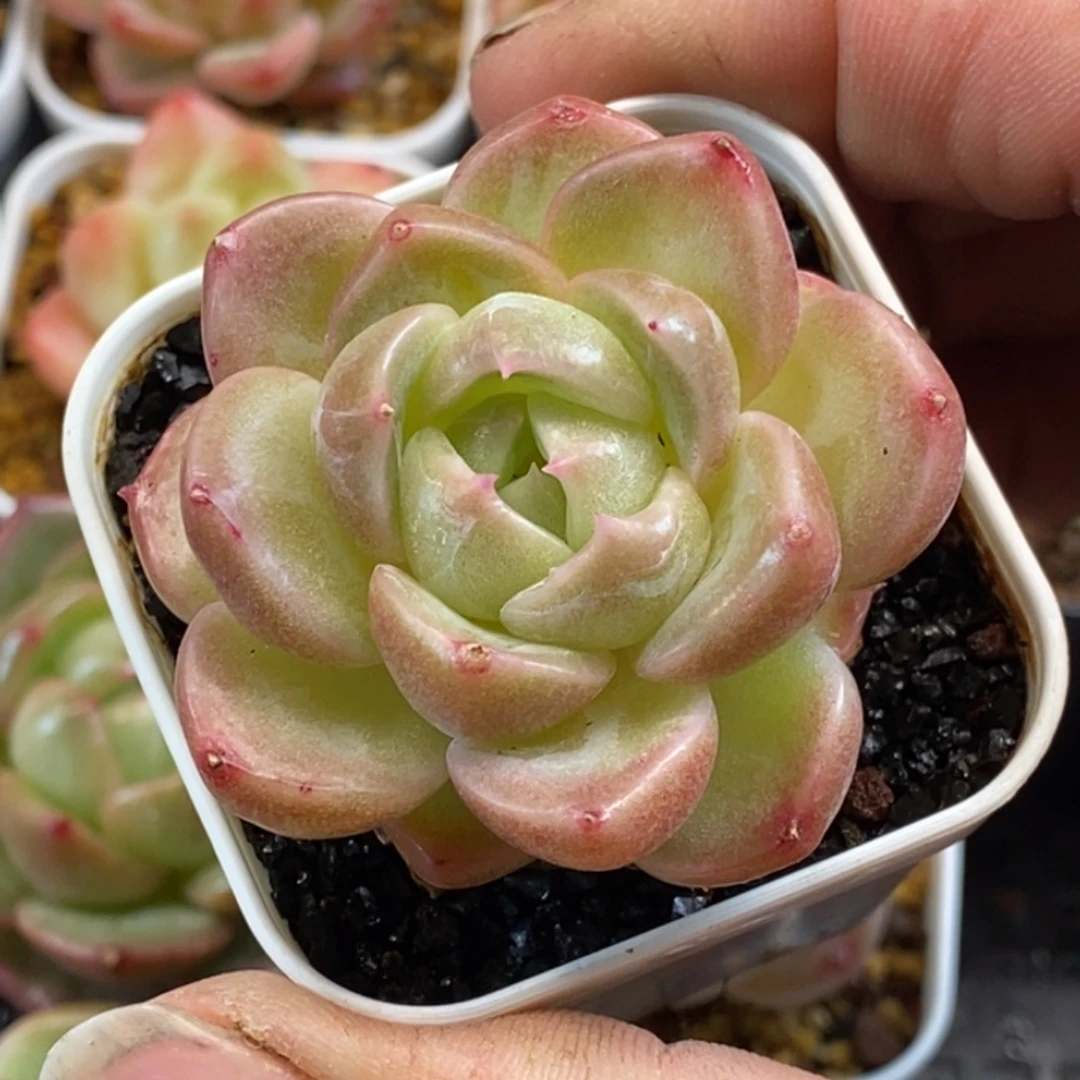 天官赐福百无禁忌