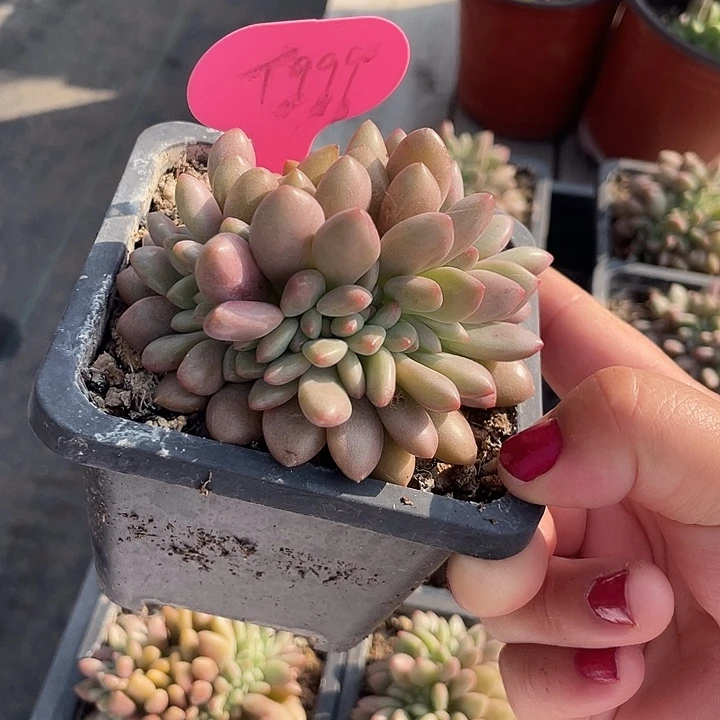 桃花源缀化多肉植物999
