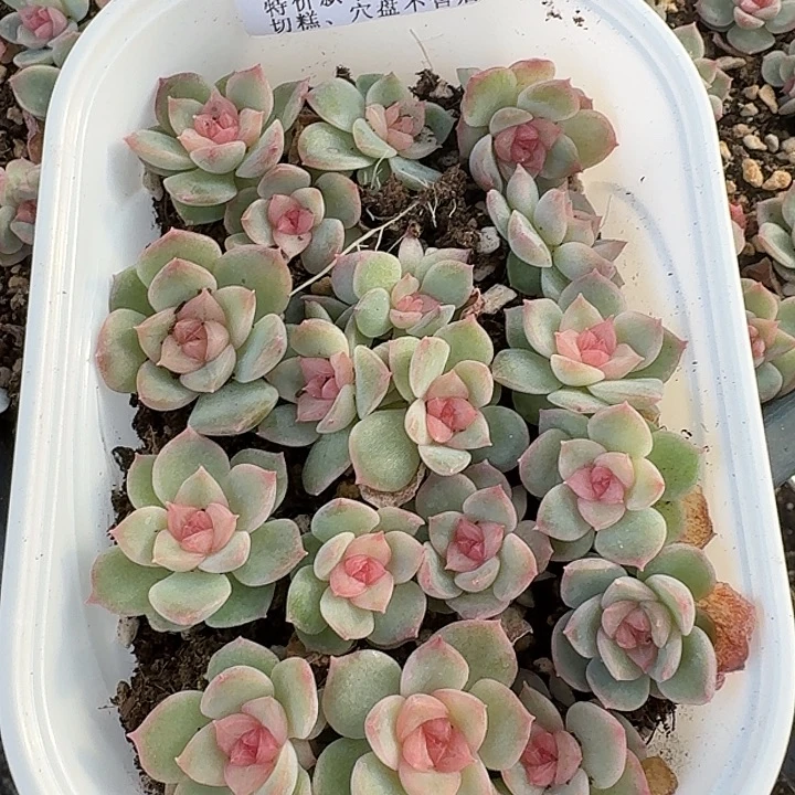 如图823麦芽糖103一盒不售后