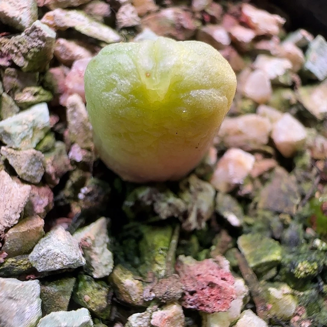 鲁提辖嘟嘟嘴。     056