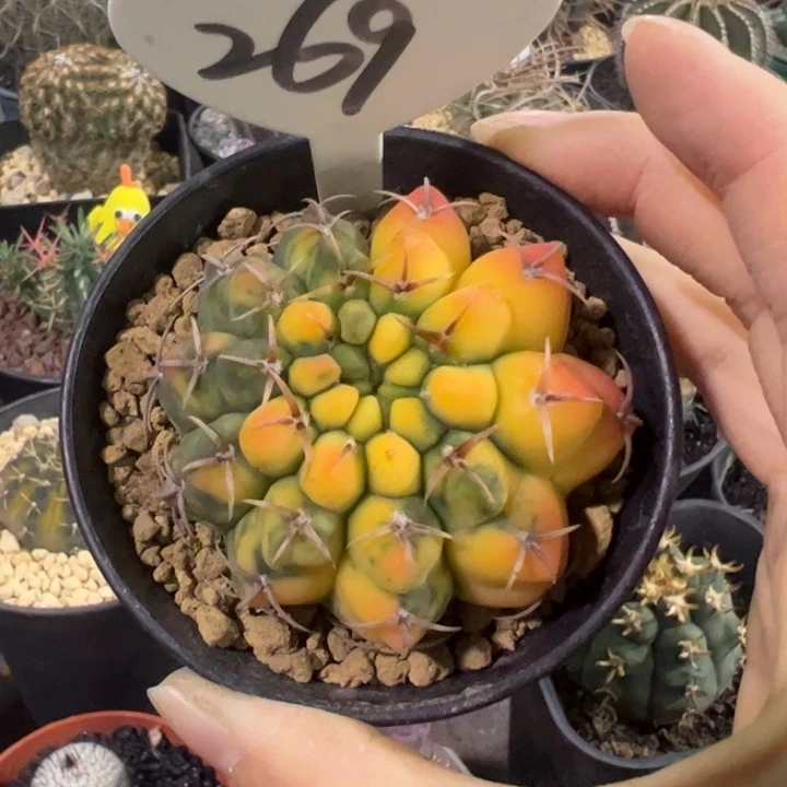 实生三本刺锦仙人球仙人球