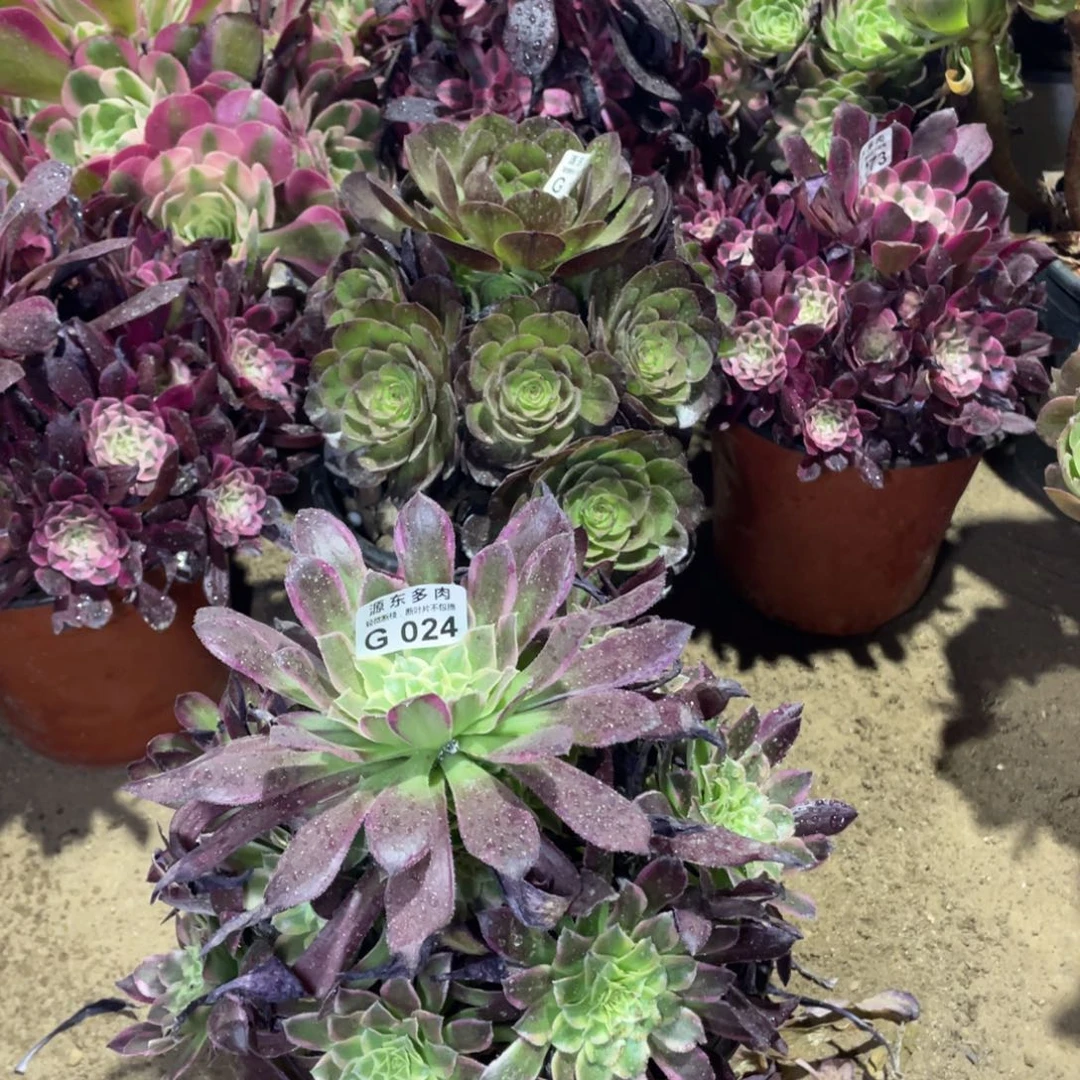 024天河多肉法师断枝不包