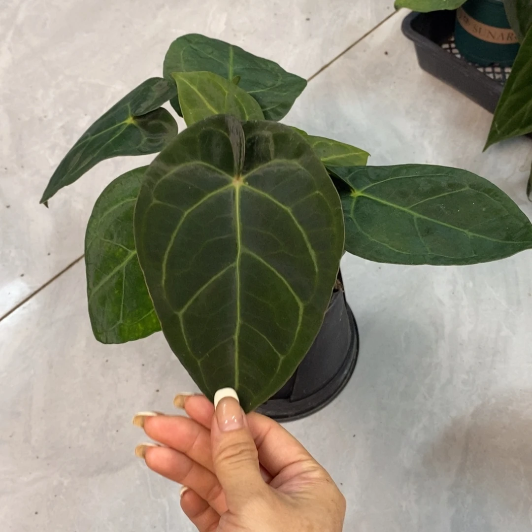 不开花植物23 霍夫曼杂（活动两颗包邮 不售后）