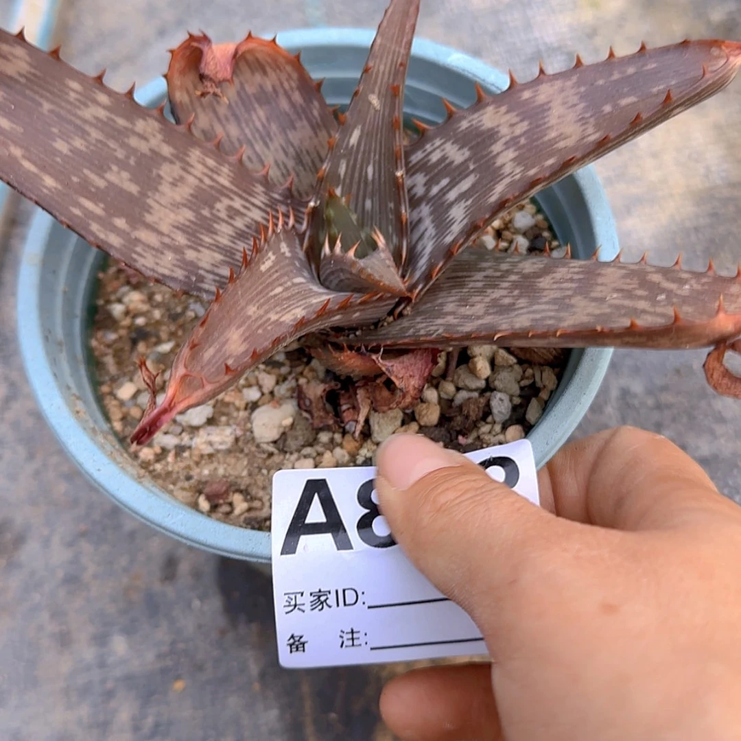 【闪购商品】k****块根植物