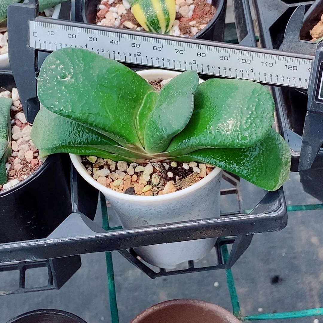 141卧牛实生带盆发货