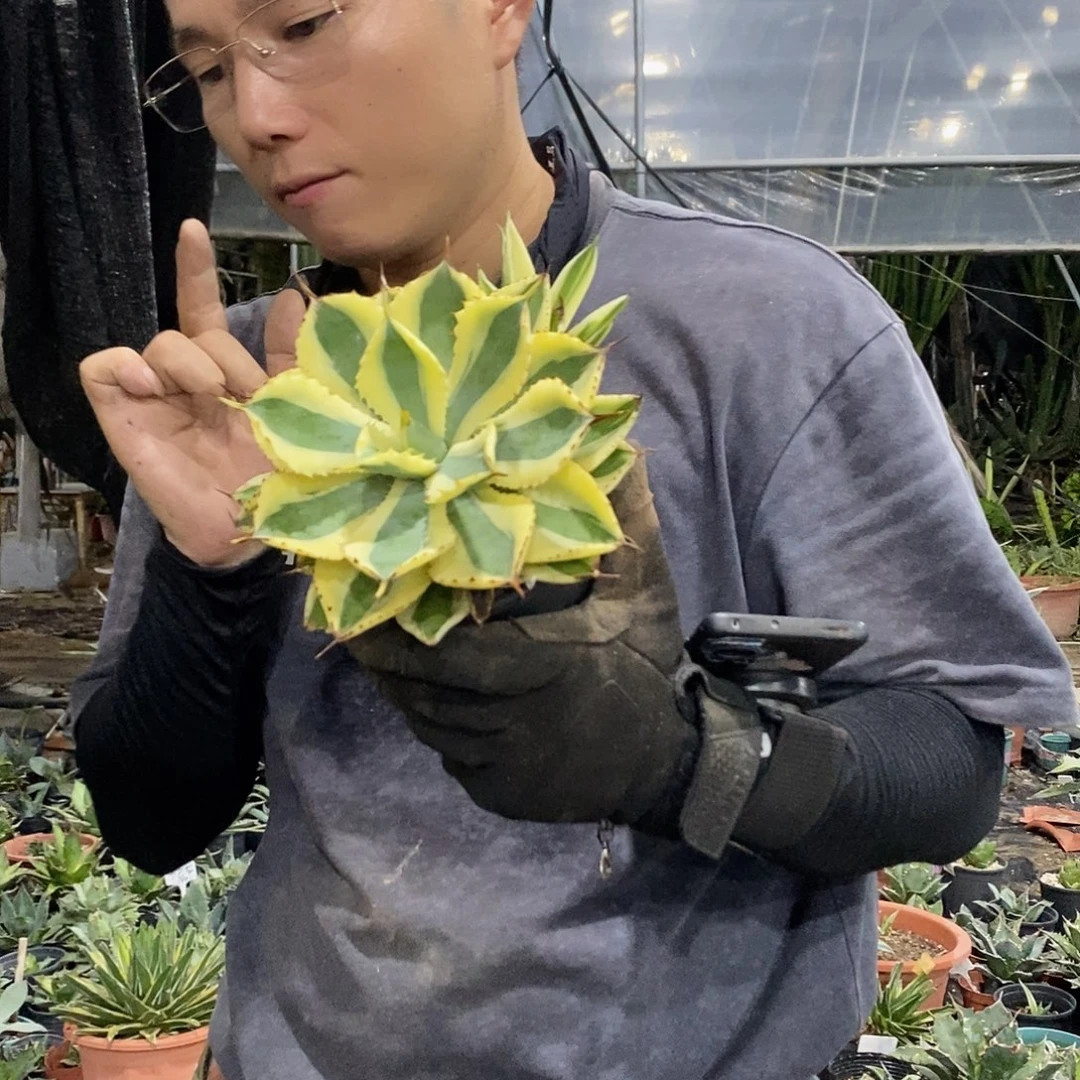 15公分沙漠之钻量拍