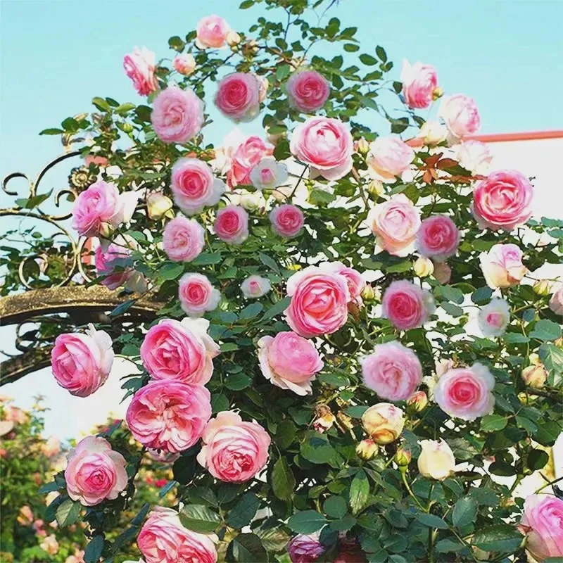 爬藤混色蔷薇花种子四季开花阳台盆栽庭院室内花卉红黄刺梅种子