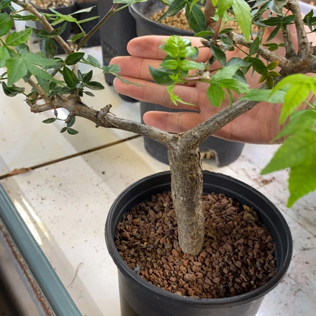 芳香橄榄实生裂榄