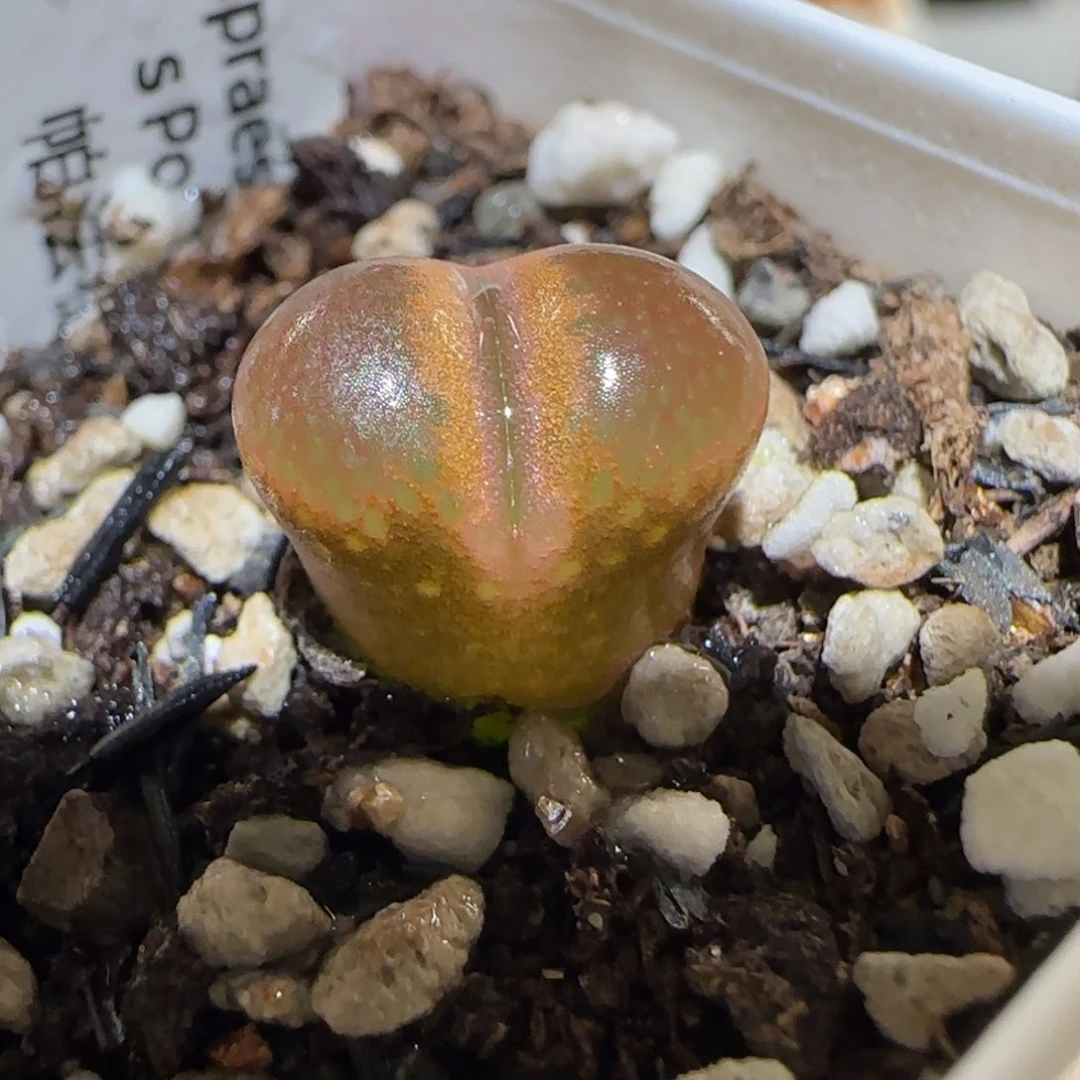 肉锥多肉植物百科5-帕法德482