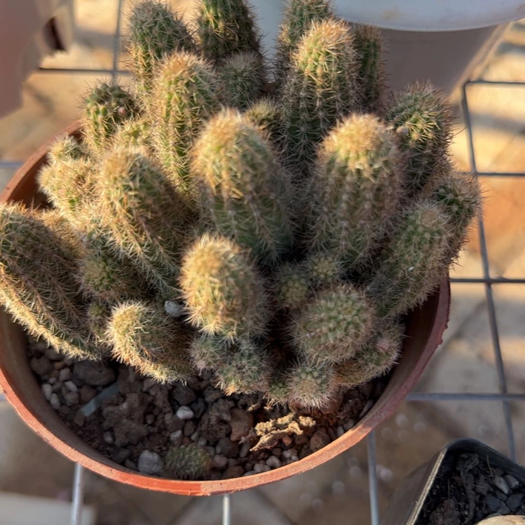 林肯仙人球 满2单发货