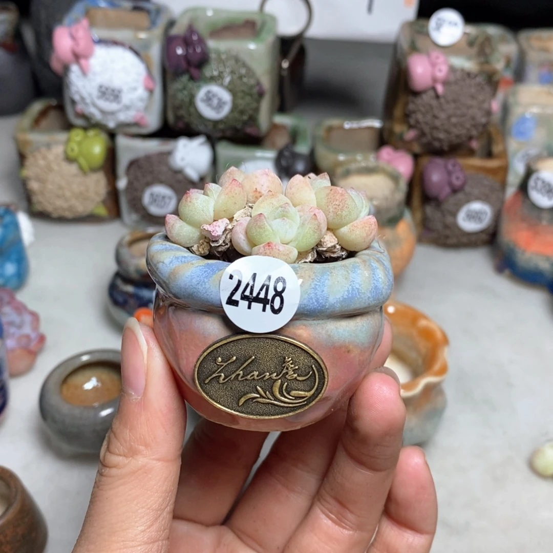 拍5送一个小礼物