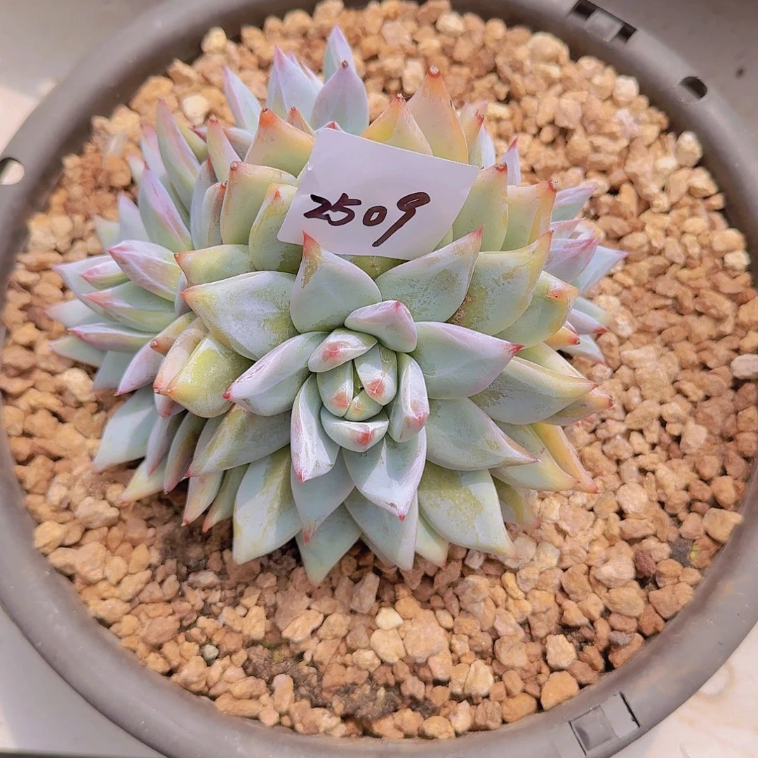 雨***后2509卡杂多肉植物