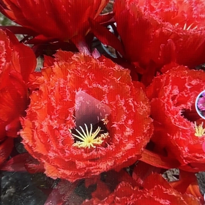 清清706侧牙瑕疵有黑点