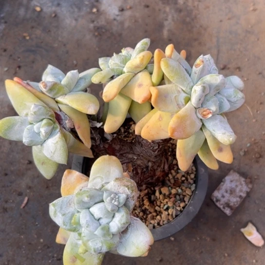 p****o谢谢姐姐～一物一拍3566