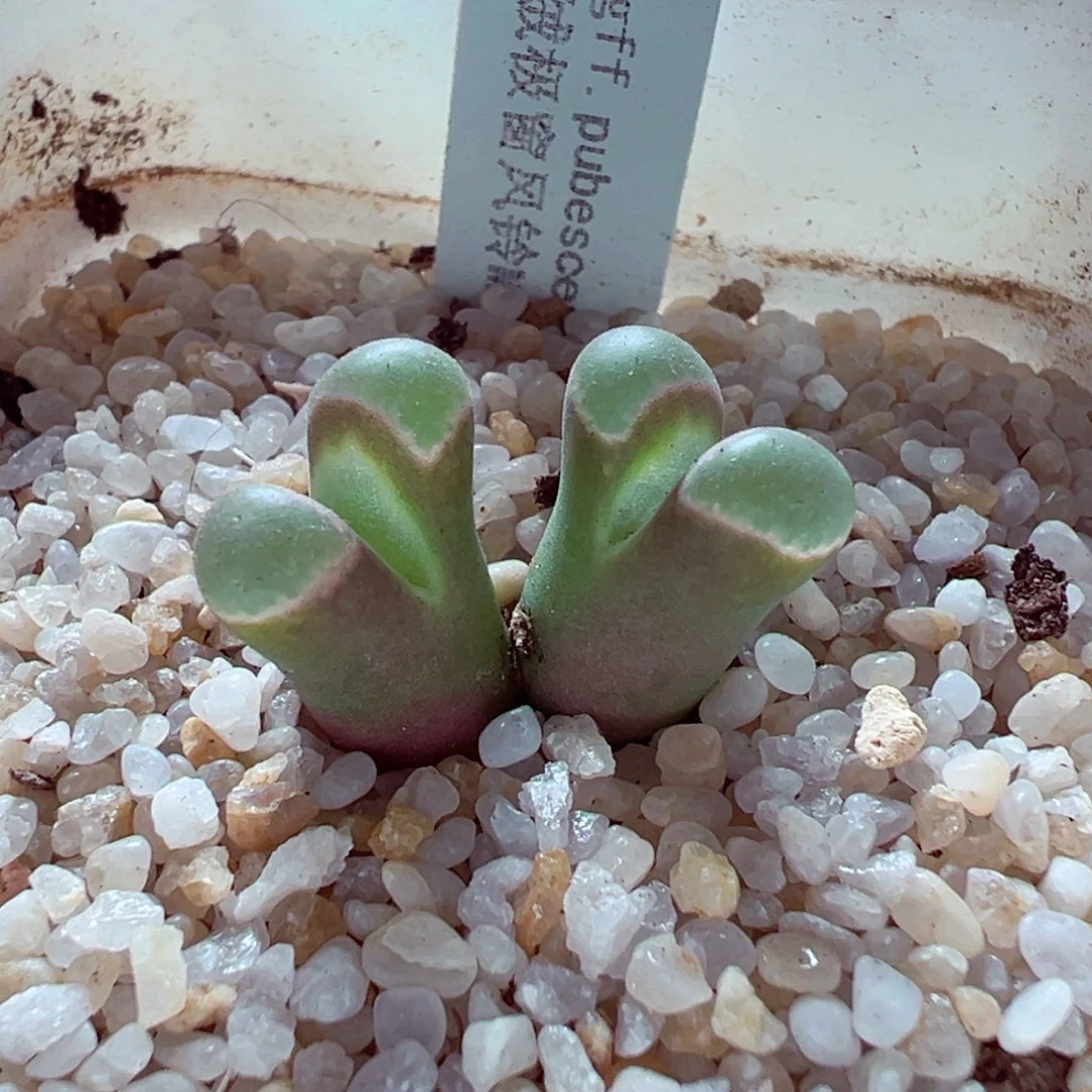 1107-750多肉多肉绒窗1802.6