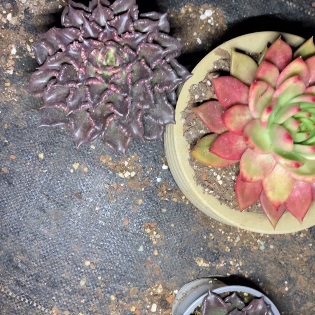 多肉植物福利组合