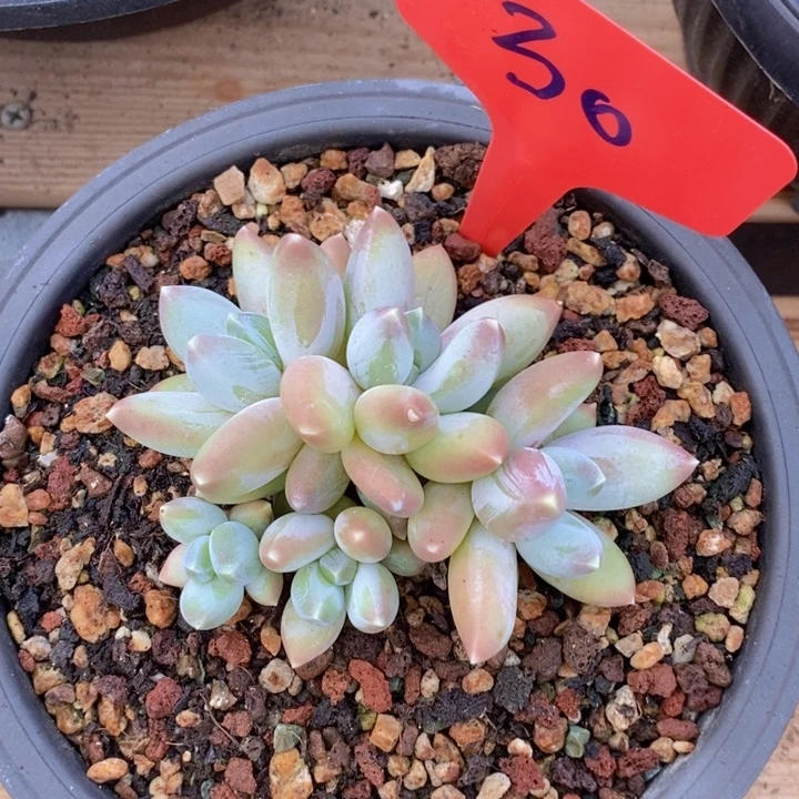 我想说我们也没见